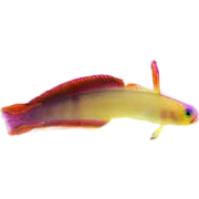 Purple Firefish