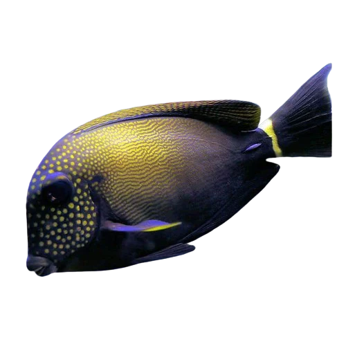 Freckled Tang L