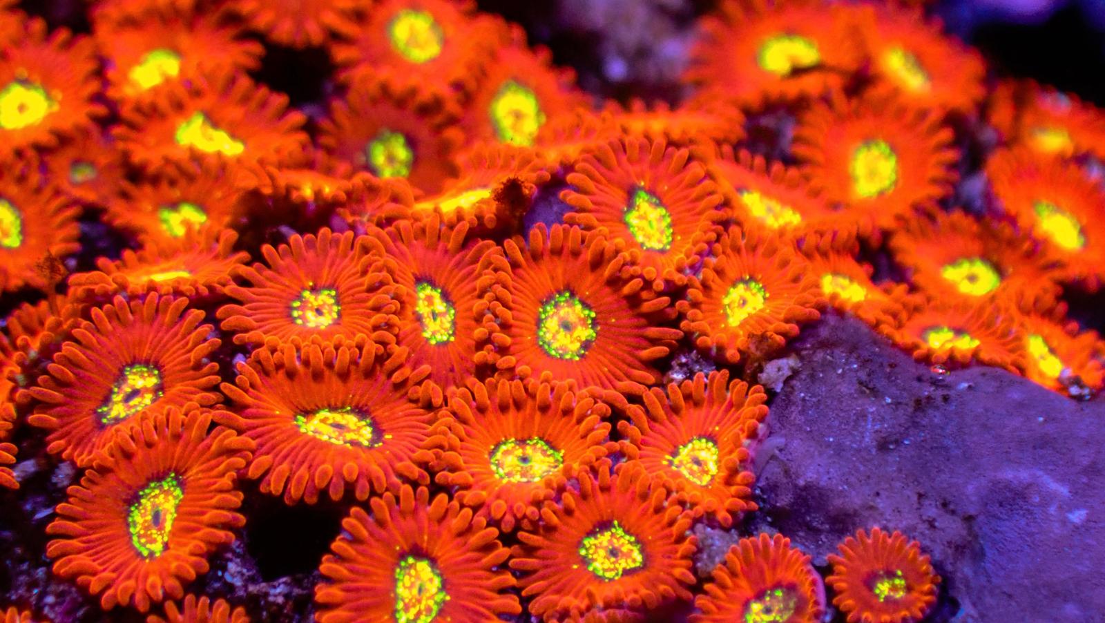 RW Firecracker Zoa Frag