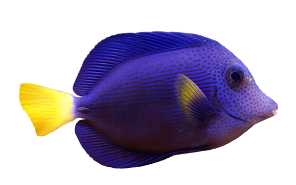 Purple Tang S