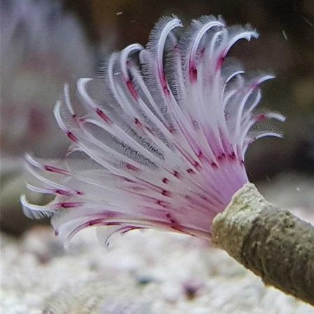 Feather Duster - Red/White