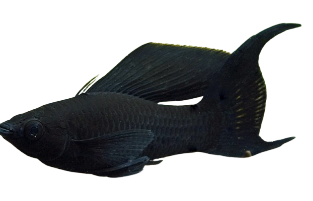 Saltwater Mollies *Min. order 10*