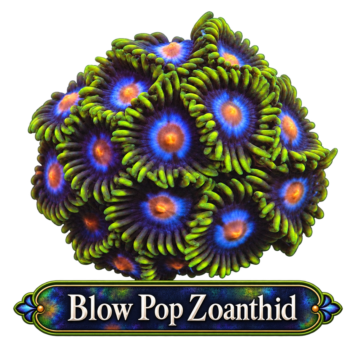 Blow Pop Zoa Frag