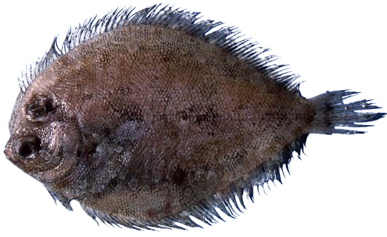 Eyed Flounder