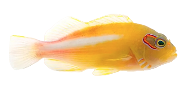 Arc-eye Hawkfish L