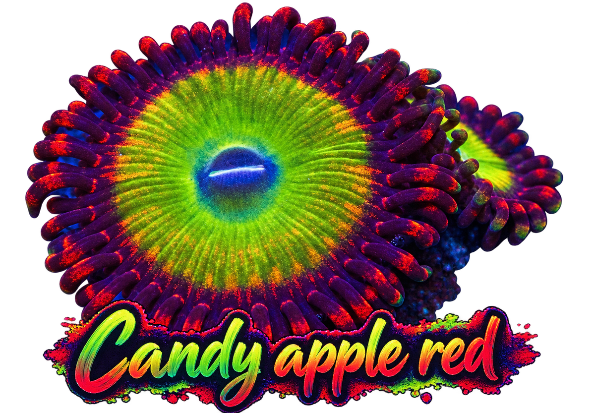 Candy Apple Red