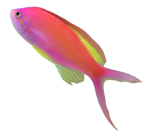 Carberryi Anthias M