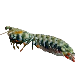 Tiger Mantis Shrimp
