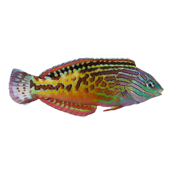 Blue Star Leopard Wrasse Male