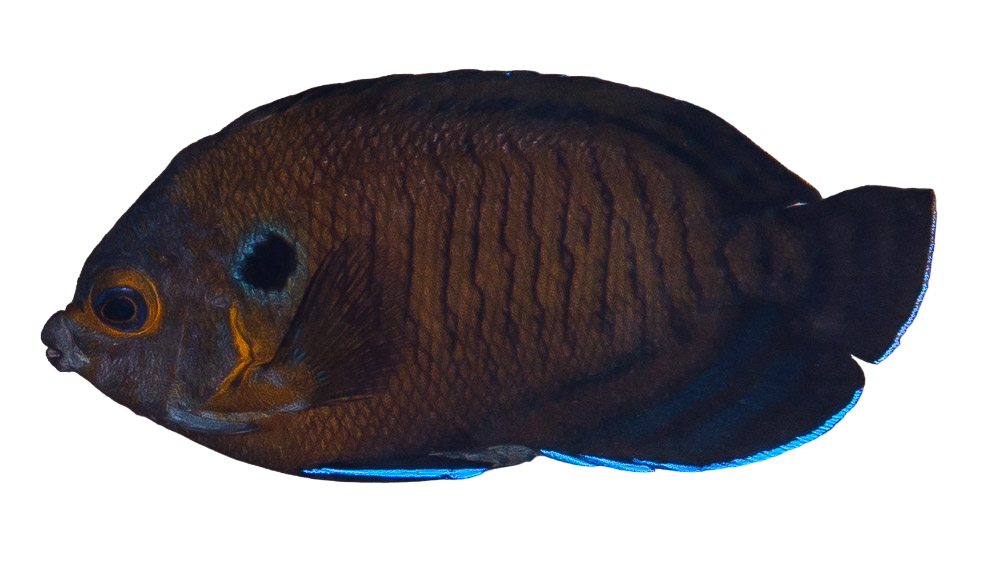 Blue Fin Angel ML