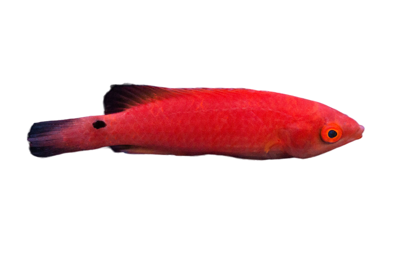Adorned Fairy Wrasse Female