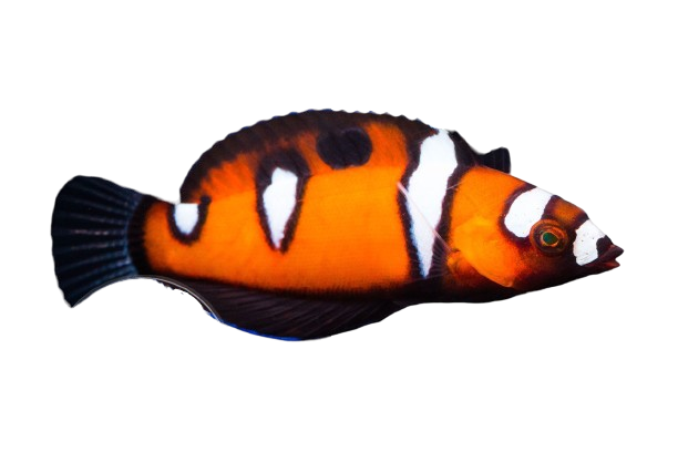 Africa Queen Coris Wrasse Juvi L