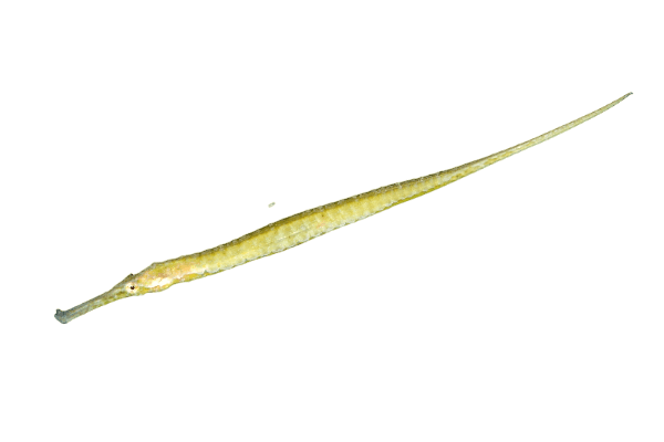 Alligator Pipefish