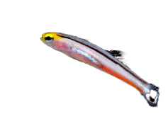 Dwarf Dartfish