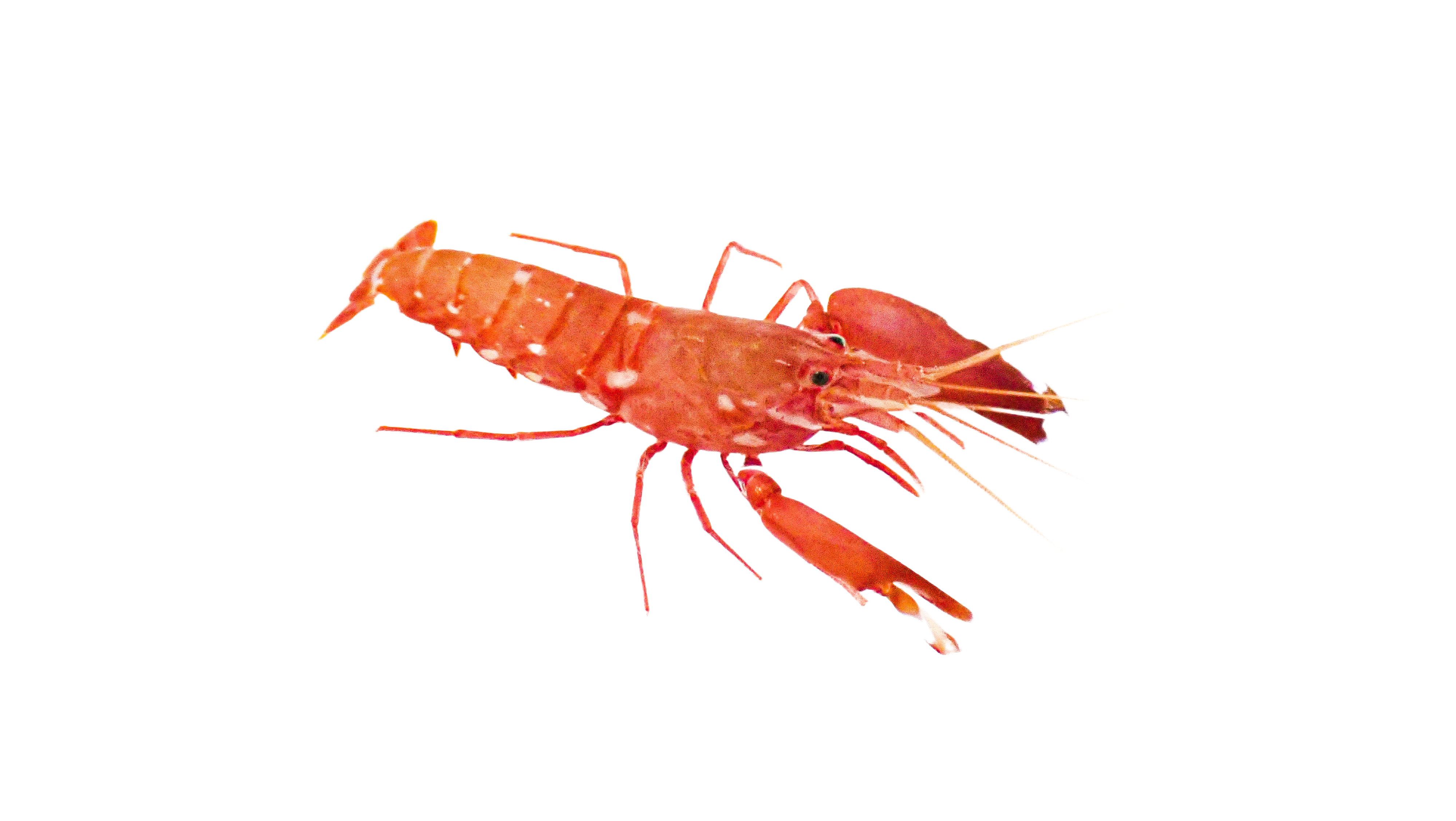 Japanese Red Pistol Shrimp