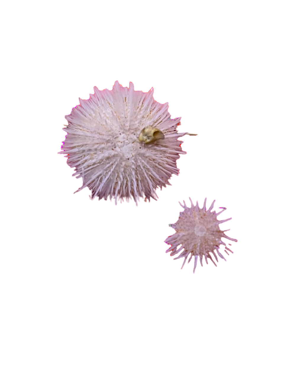 Nano Pink Collector Urchin