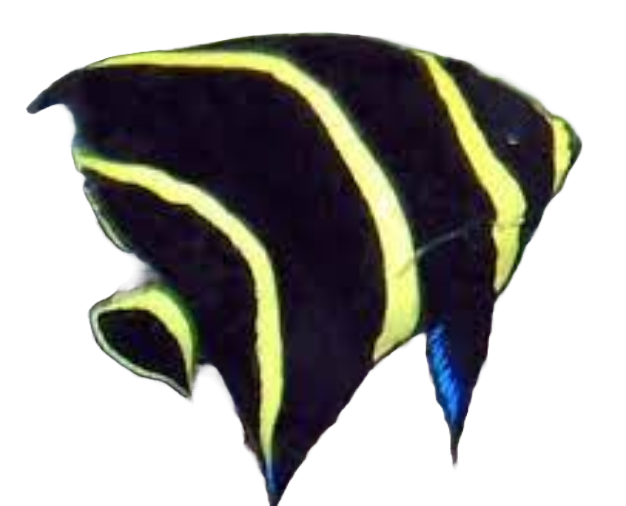 French Angel - Juvi XL