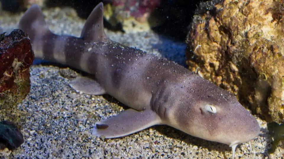 Grey Bamboo Shark Pair M and F