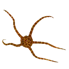 Serpent - Giraffe Orange B-Grade
