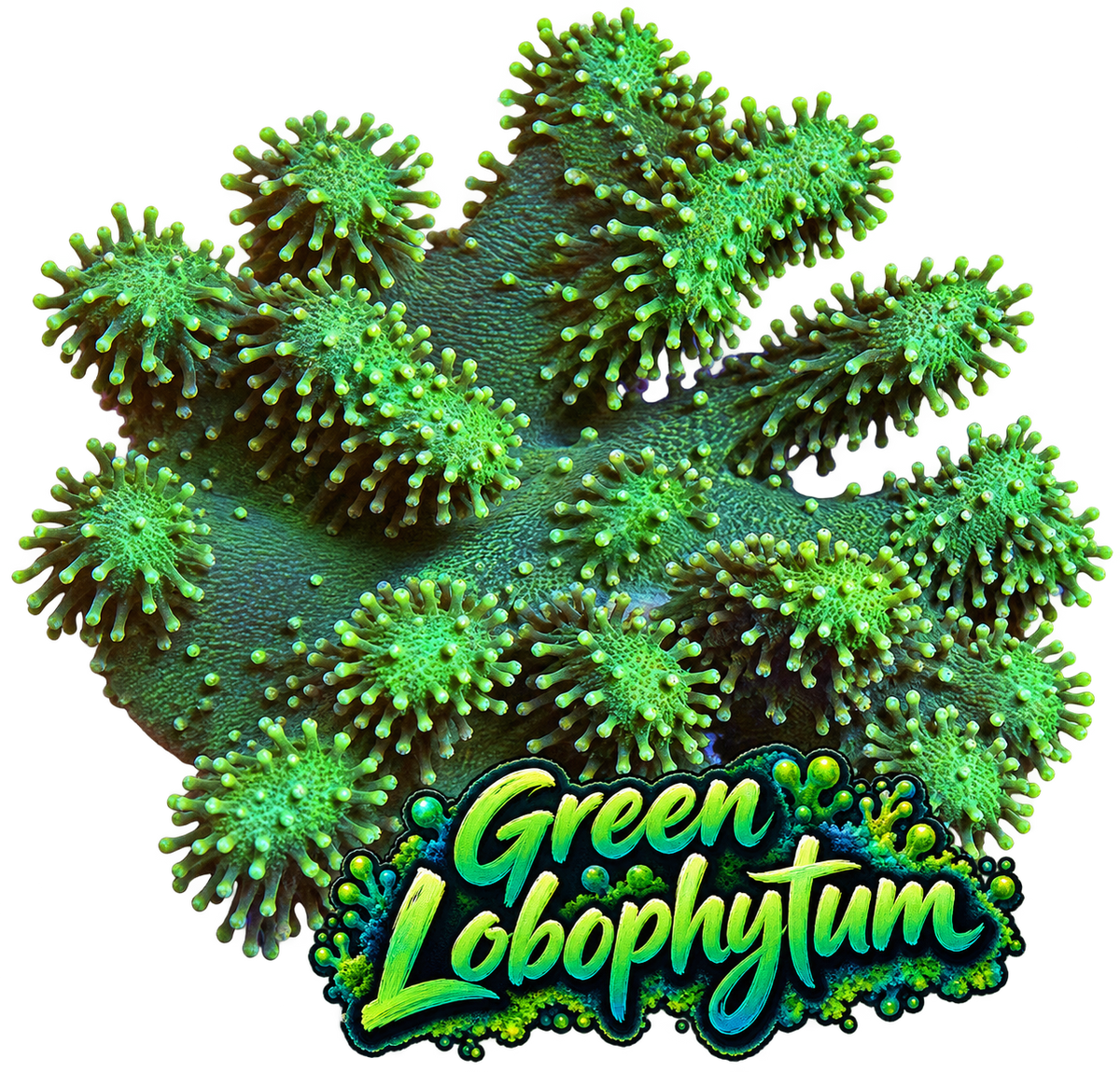 Neon Green Lobophytum Colony