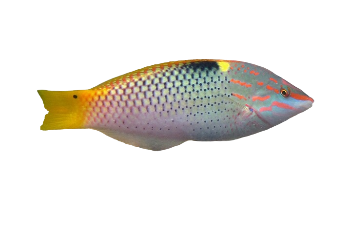 Checkerboard Wrasse 