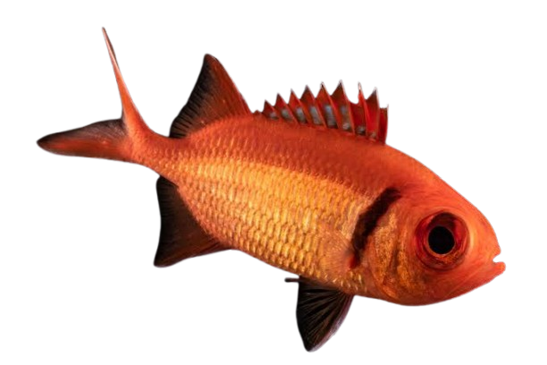 Red with Black Bar Squirrelfish