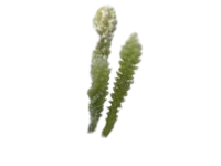 Caulerpa Cactus