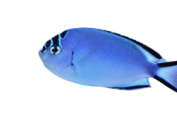 Watanabei Lyretail Female S