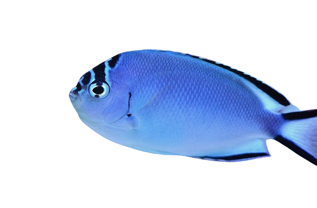 Watanabei Lyretail Female S