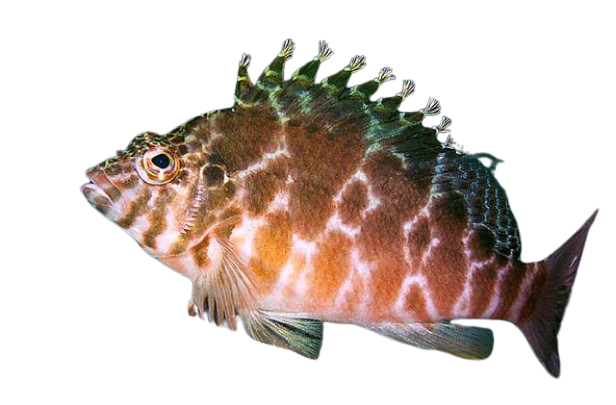 Spotted Hawkfish