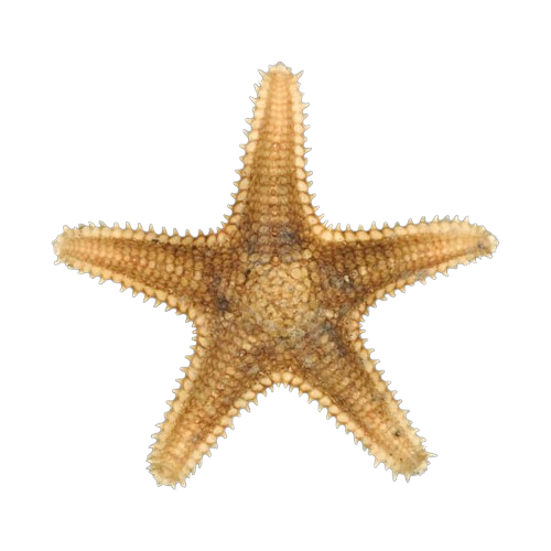 Sheriff-badge Starfish