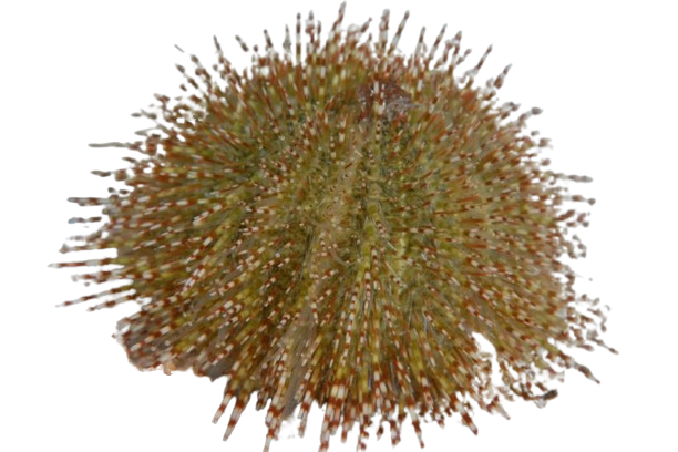 Green Urchin