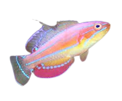 McCoskers Wrasse Female