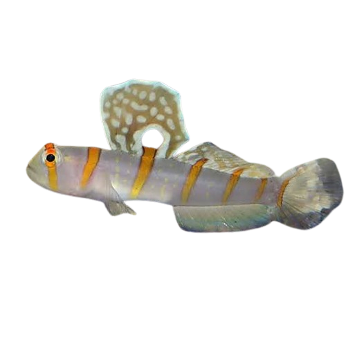 Randall's Prawn Goby