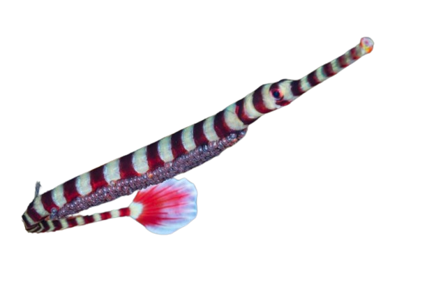 Banded Pipefish