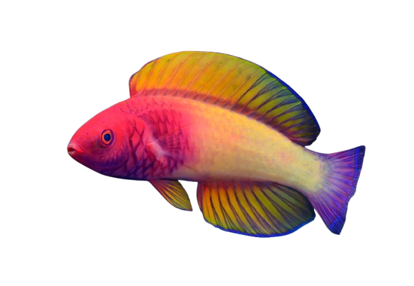 Red Velvet Fairy Wrasse 