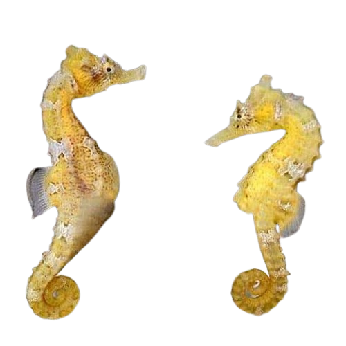 Captive Bred Seahorses