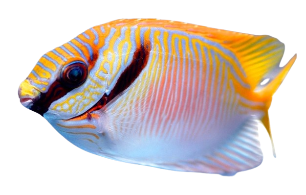 Two Barred Rabbitfish M