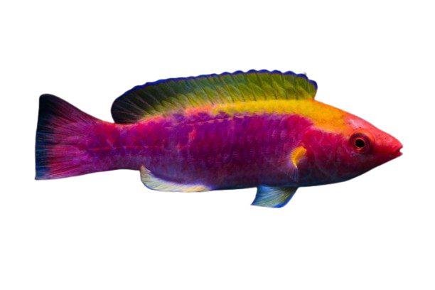 Lubbocks Wrasse Super Male