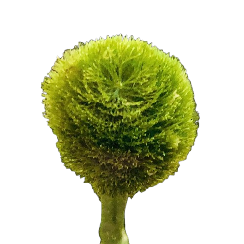 Rooted Plants - Pom Pom Plant