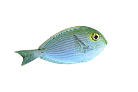 Elongated Tang - Juvi S