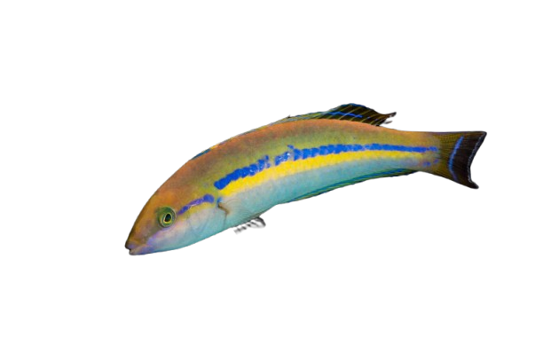 Smalltail Pencil Wrasse - Green Male