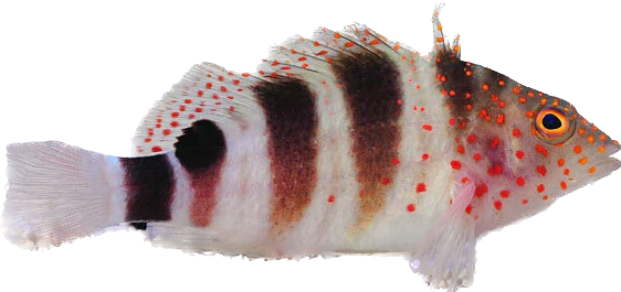 Caribbean Redspot Hawkfish