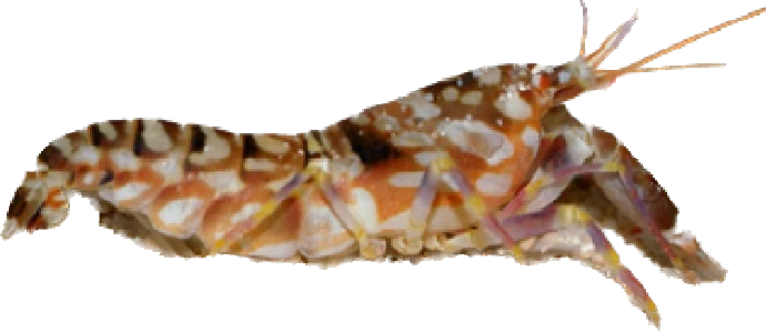 Tiger Pistol Shrimp SM