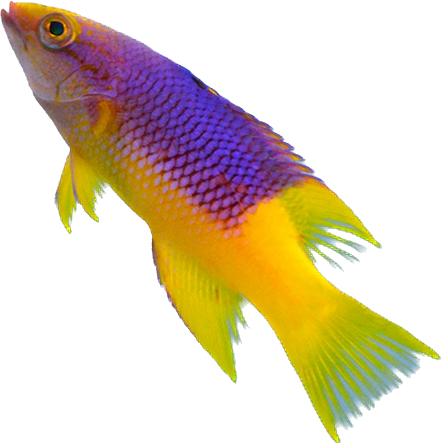 Spanish Hogfish M