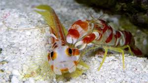 Candy Pistol shrimp bulk deal