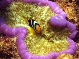 Pizza Carpet Anemone