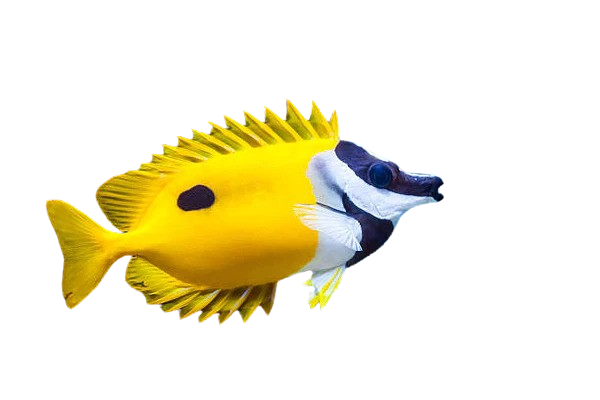 Foxface and Rabbit Fish