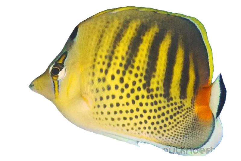 Spotband Butterfly S