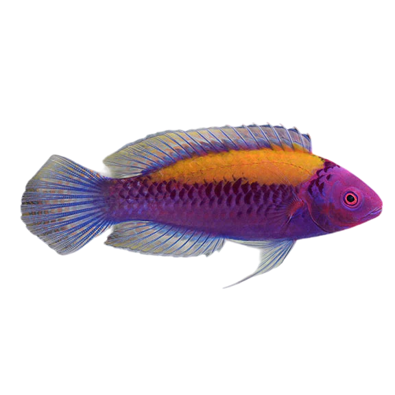 Orangeback Fairy Wrasse